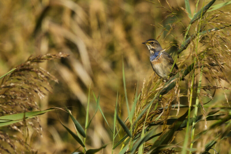 Gorgebleue à miroir